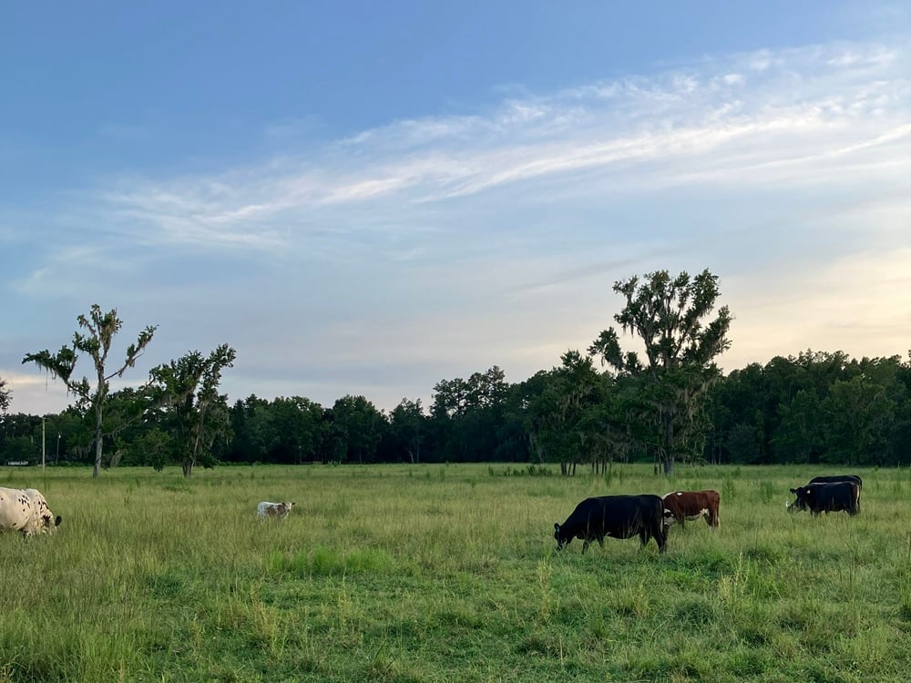 Three Oak Farm pasture with Cypress trees and oaks, in the evening