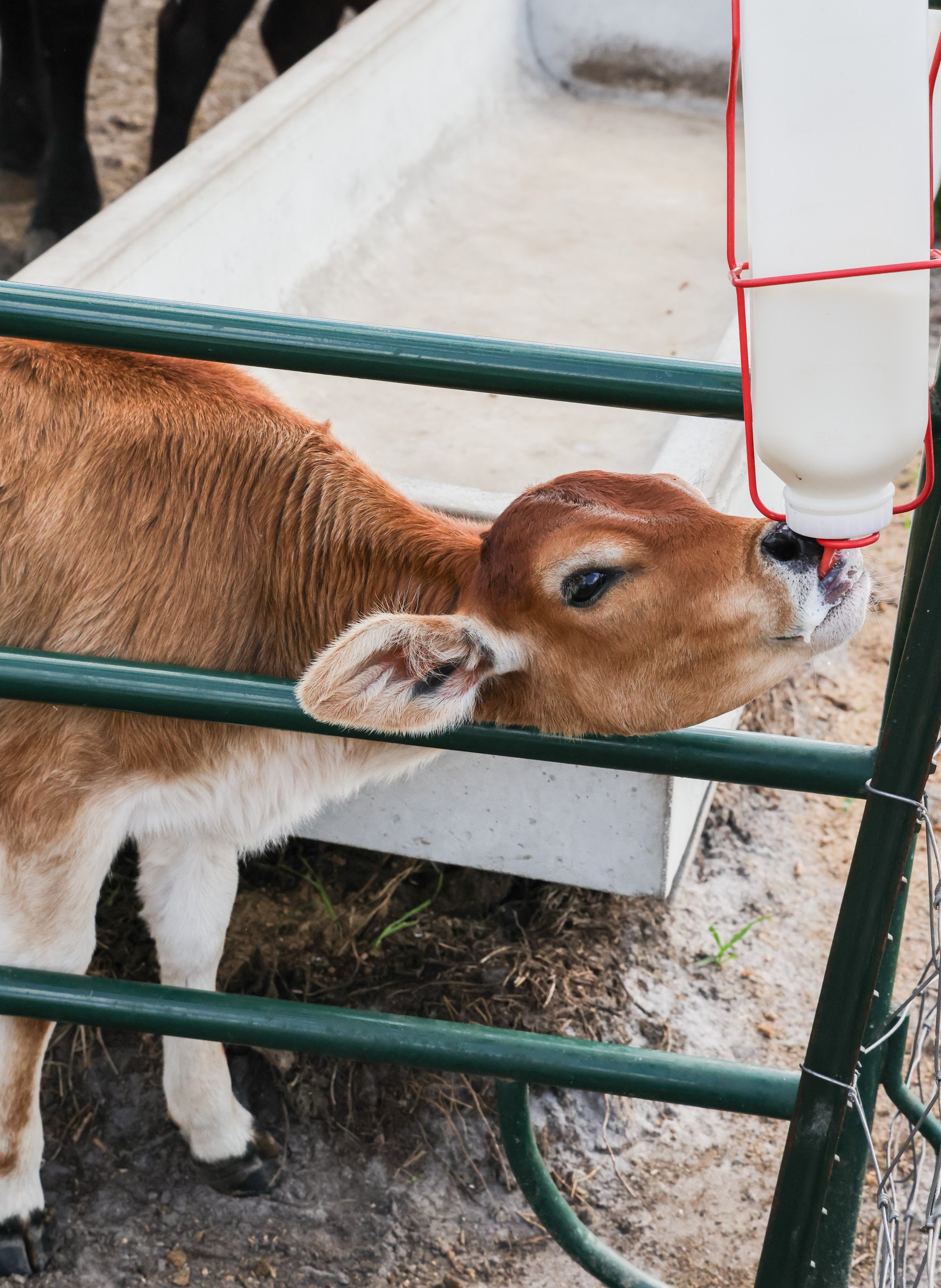 A brown baby cow drinking milk from a bottle. Photo taken at Three Oak Farm.