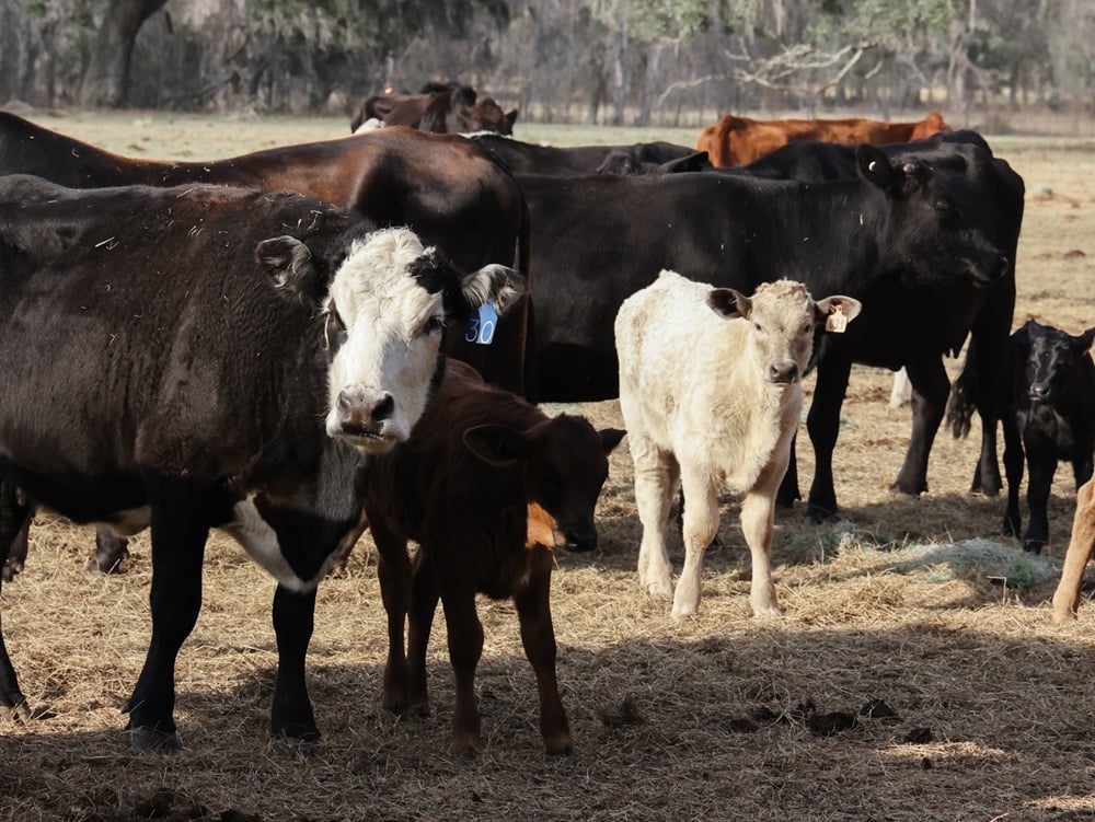 Three Oak Farm cows and calves, of a variety of breeds
