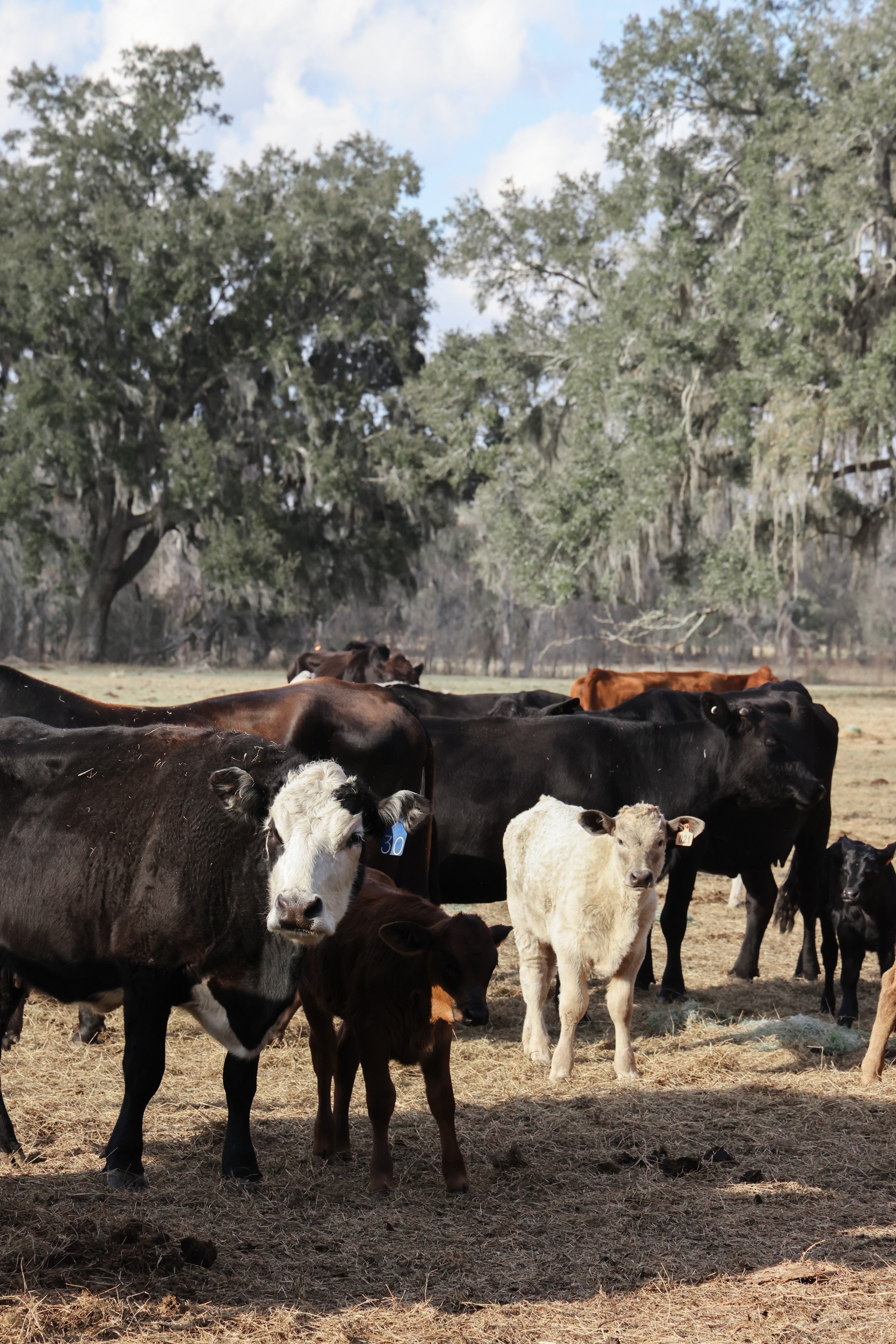 A group of cows standing in a field of hay with large oak trees in the background.  Photo taken at Three Oak Farm.