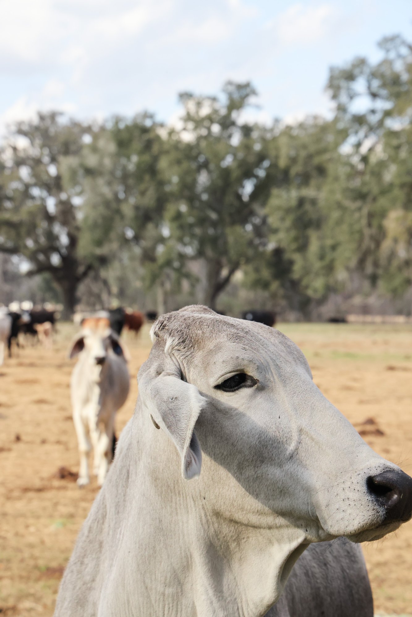 A white brahman cow looking left with more cows and trees in the background. Photo taken at Three Oak Farm.