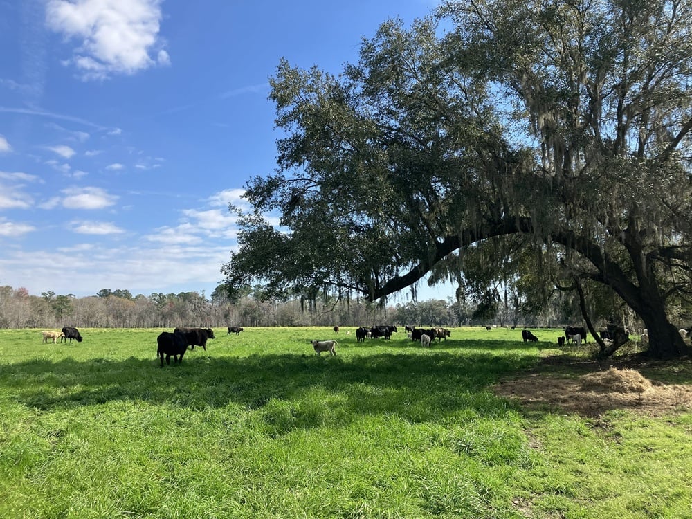 Three Oak Farm in winter with rye grass, hay, sunshine, and oak shaded pasture